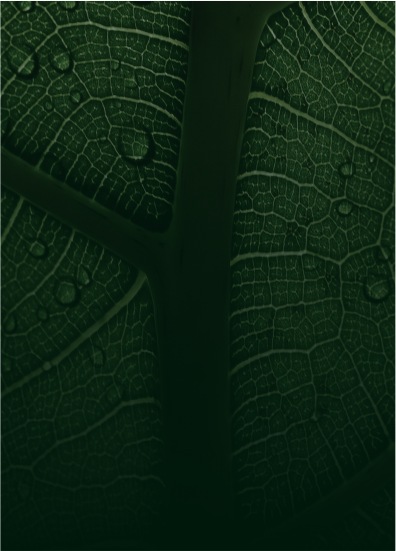 RAAL Road Integrated Township